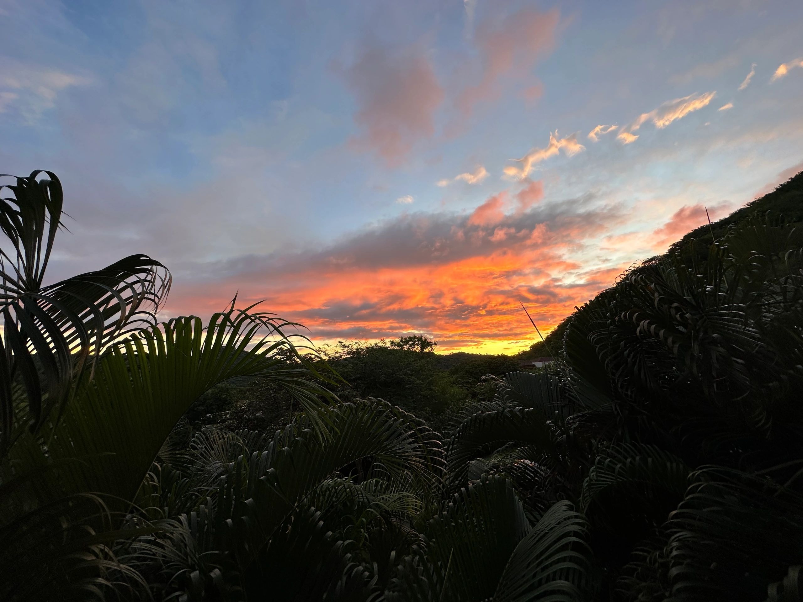 Tropical sunset through palm fronds